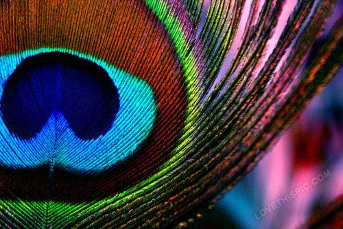peacock_feather
